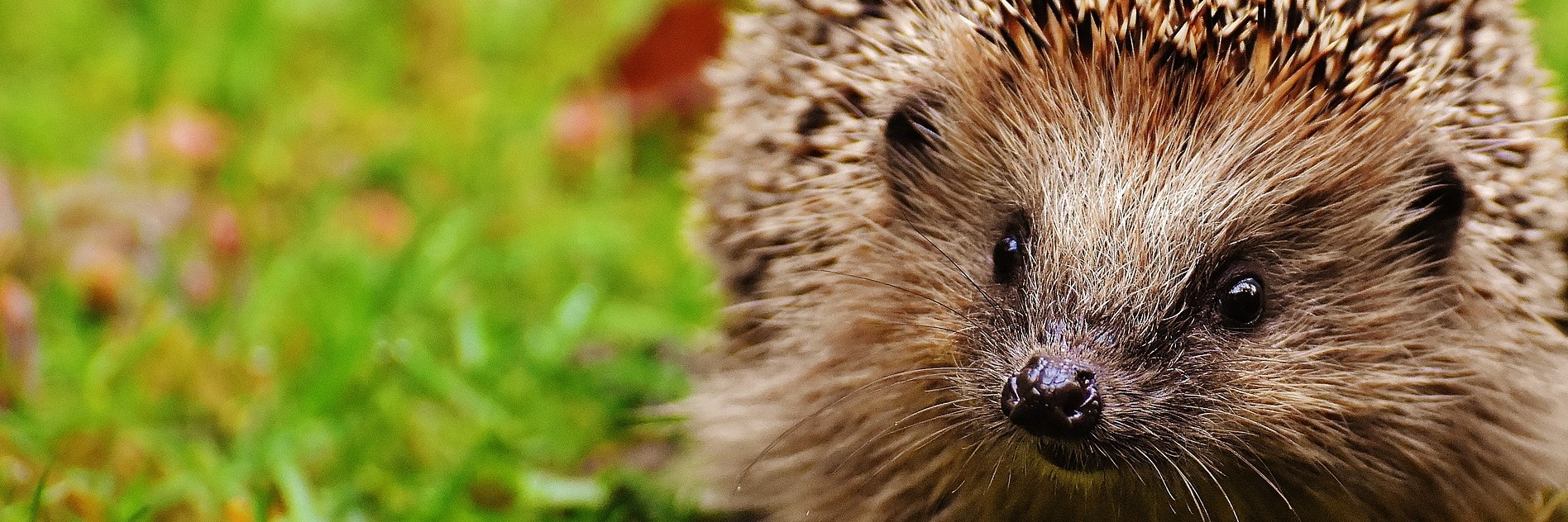 Hedgehogs are often seen in the evenings at Sea View Campsite, near Dartmouth, Devon.