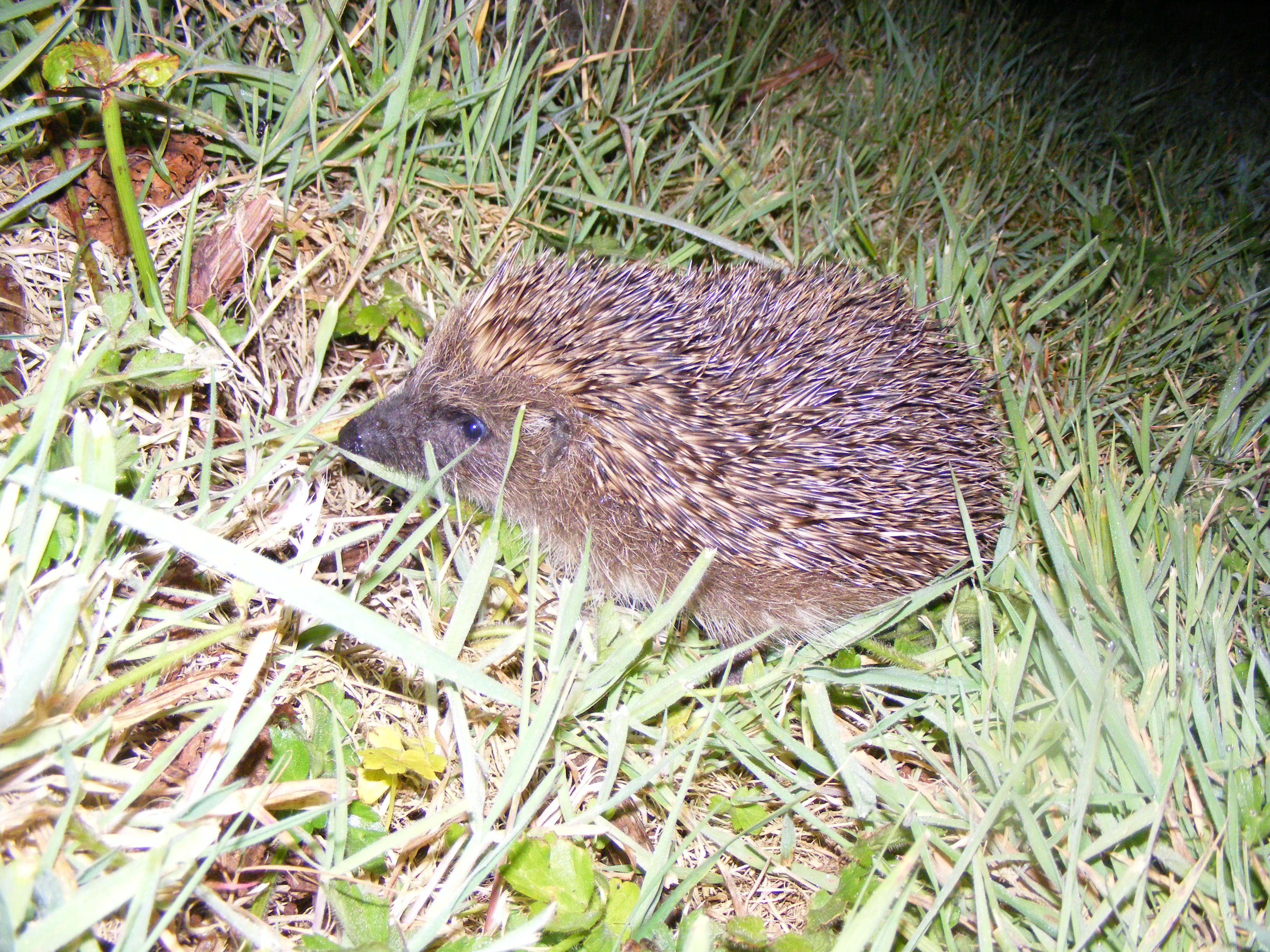Hedgehog at Sea View Campsite, Devon.