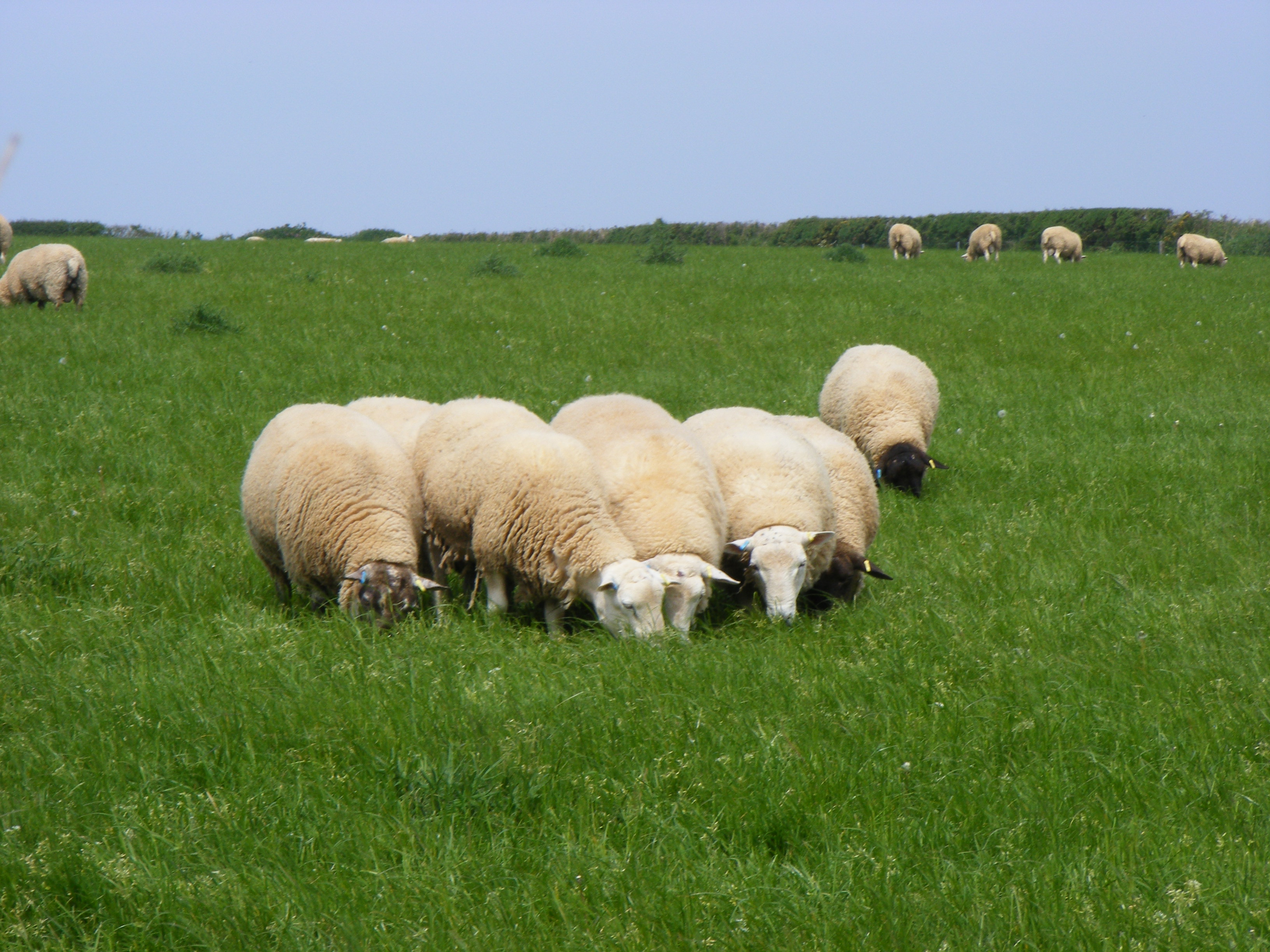 Our Neighbour's sheep in fields adjacent to Sea View Campsite, Slapton, South Devon (Nearest towns are Dartmouth, Kingsbridge and Salcombe).