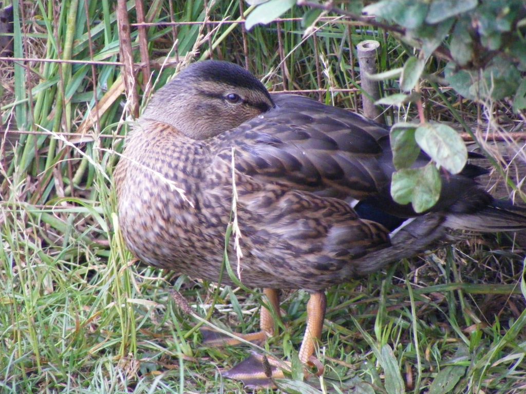 Juvenile mallard duck at Sea View Campsite, Slapton, South Devon (Nearest towns are Dartmouth, Kingsbridge and Salcombe).
