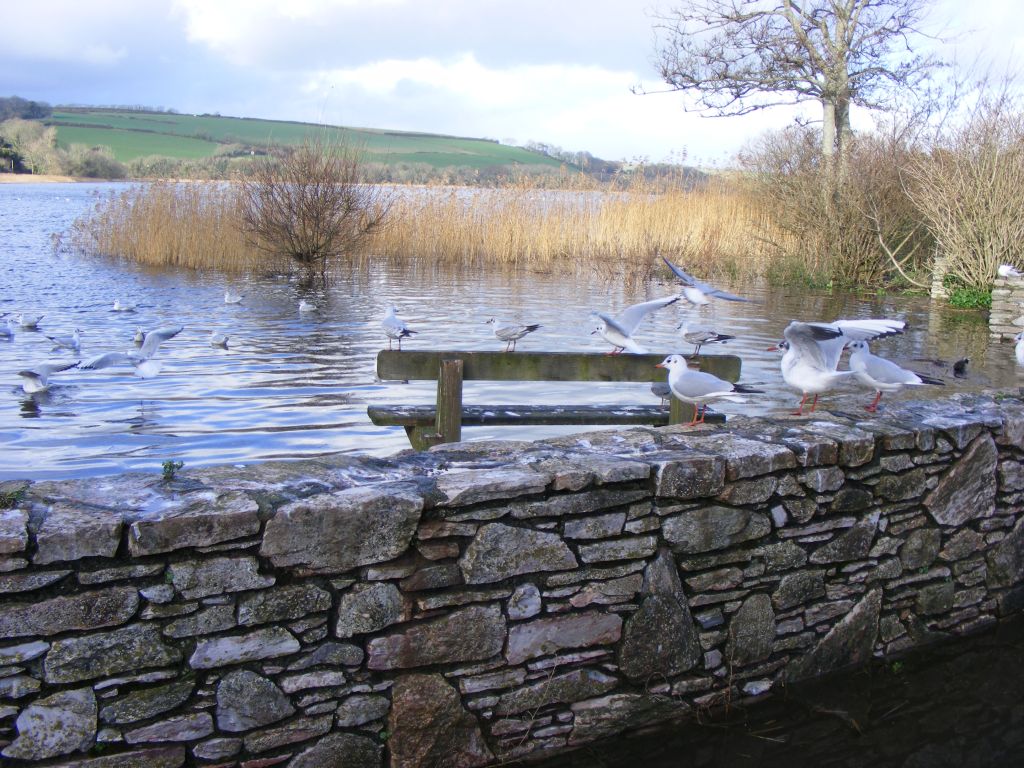 Bench beside Slapton Ley at Torcross (the local waterfowl on the Ley often congregate here in the hope of a free meal!)