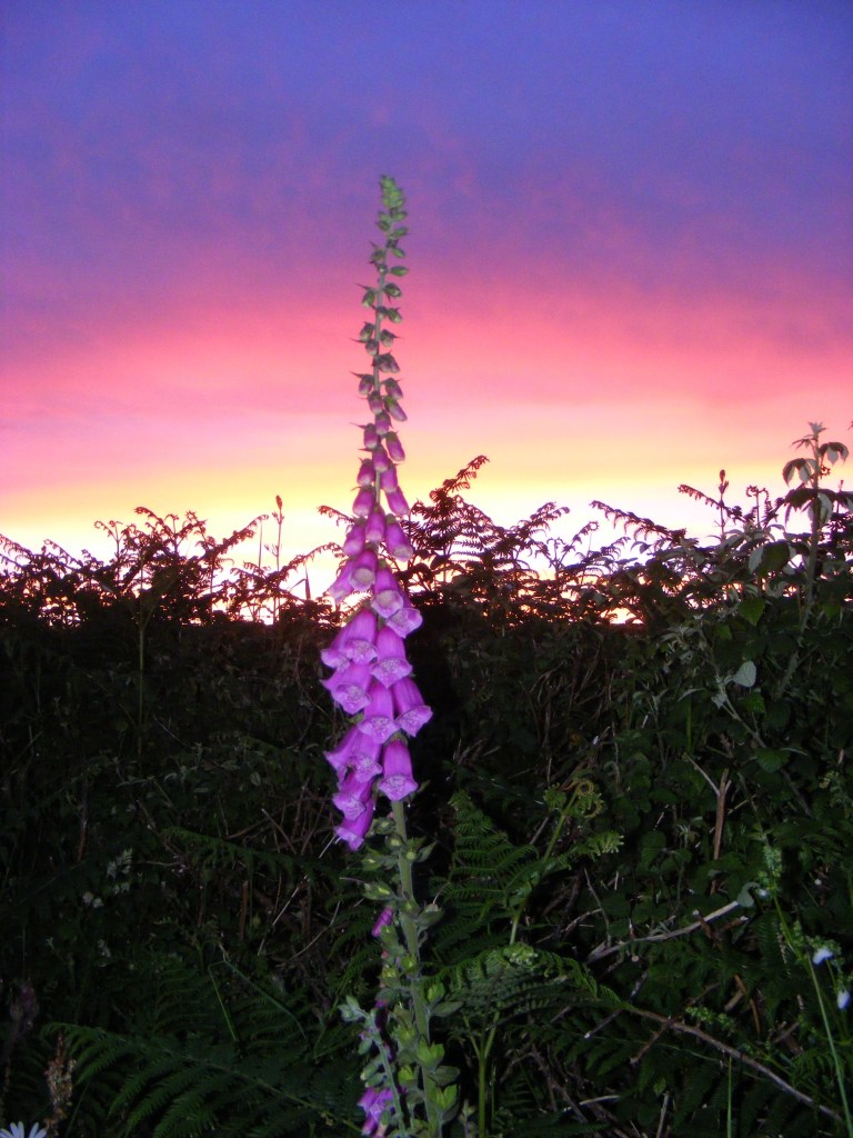 Foxglove at sunset at Sea View Campsite, Slapton, South Devon (Nearest towns are Dartmouth, Kingsbridge and Salcombe).