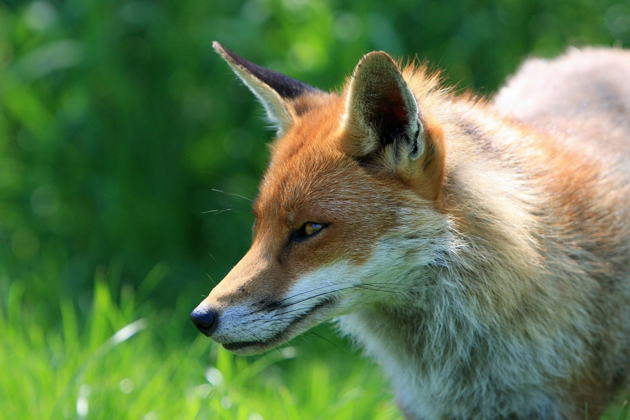 Foxes can often be seen at Sea View Campsite, Slapton, South Devon (Nearest towns are Dartmouth, Kingsbridge and Salcombe).