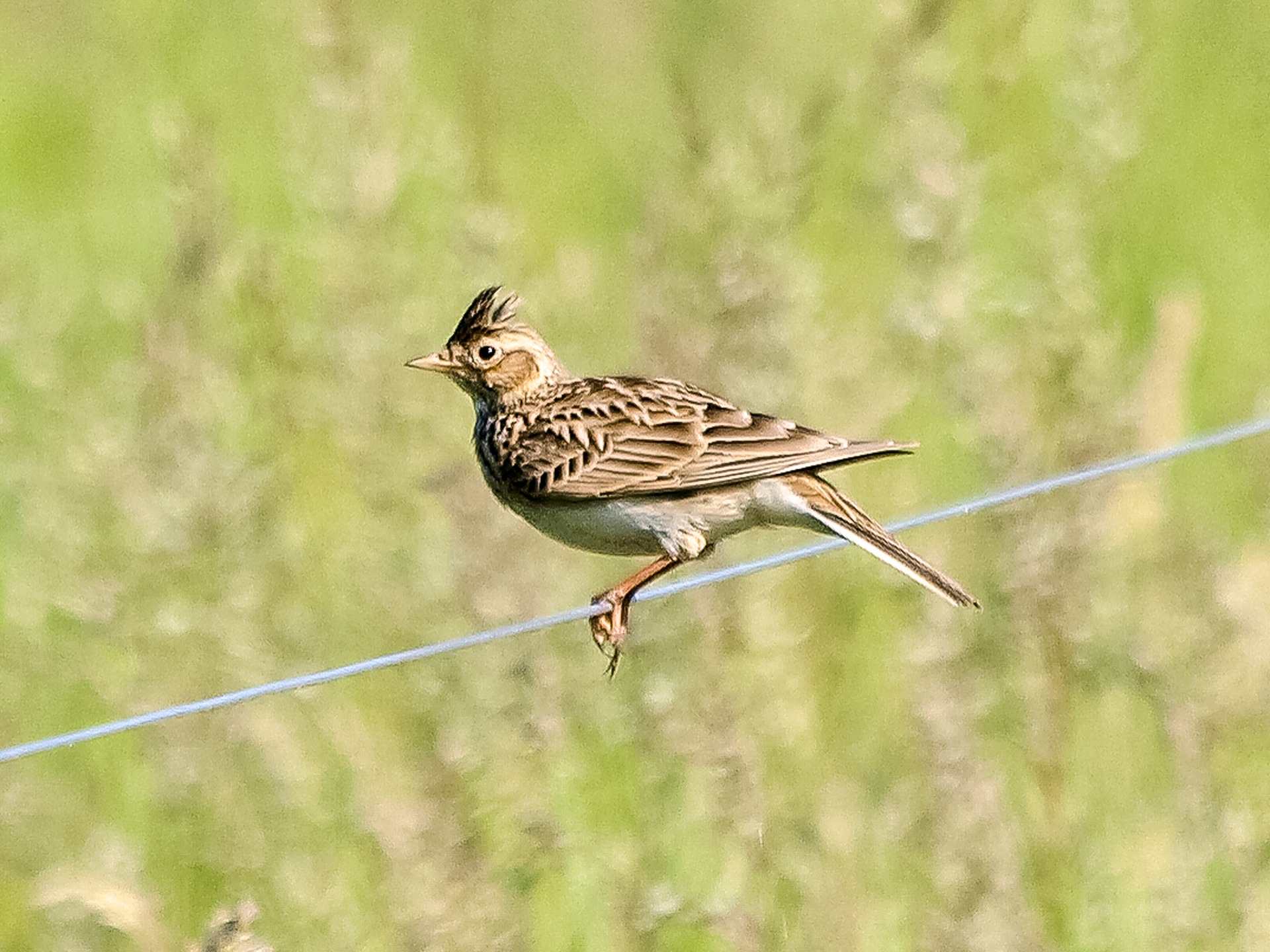 Skylark on the fence at Sea View Campsite, Slapton, South Devon (Nearest towns are Dartmouth, Kingsbridge and Salcombe).