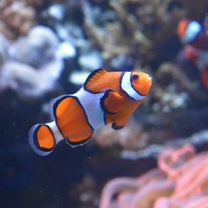 Clownfish in South Devon Aquarium