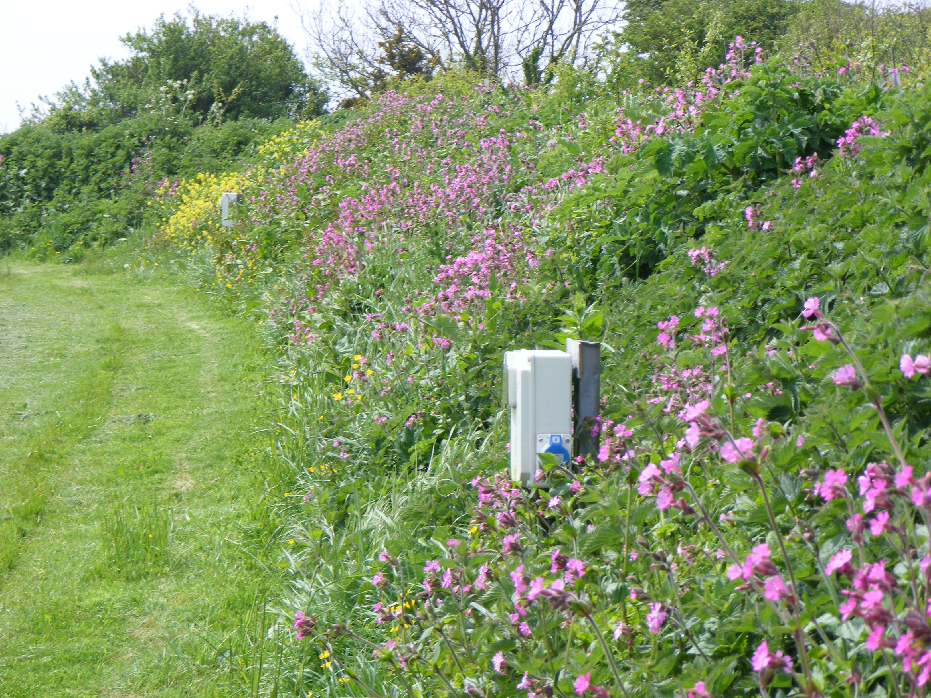 Sea View Campsite camping pitch with wildflowers in South Devon.
