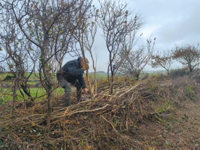 Hedge laying at Sea View Campsite - traditional farming practices Devon.