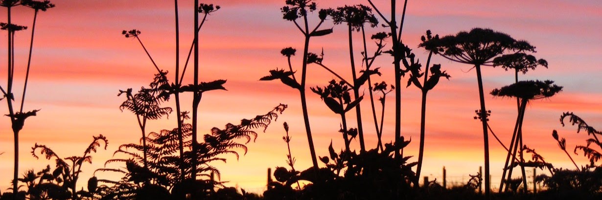 Sunset at Sea View Campsite, Dartmouth, UK. Enjoy abundant nature and unspoilt views during your South Devon camping holiday.