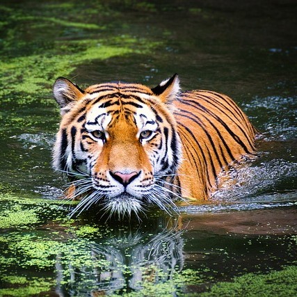 Tiger in South Devon Zoo