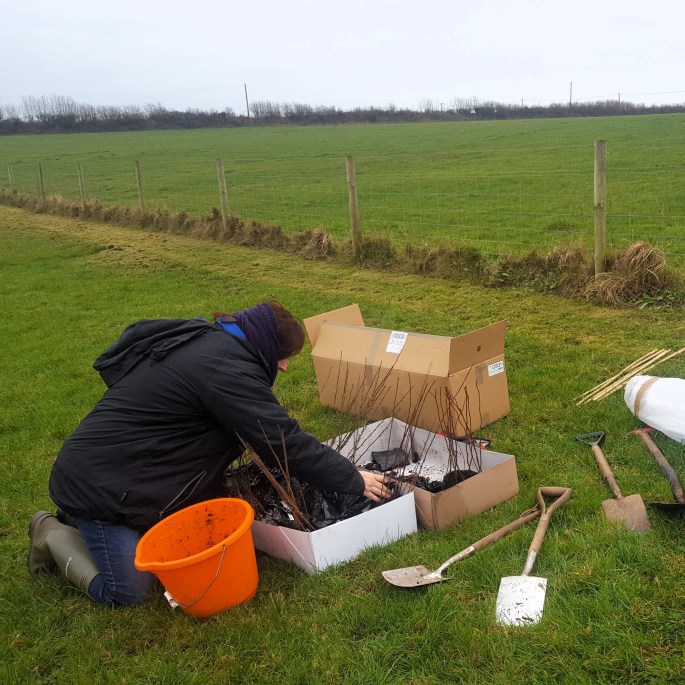 Tree planting at sea view campsite in Devon. A perfect base for sustainable and eco-friendly Devon camping near the beach.